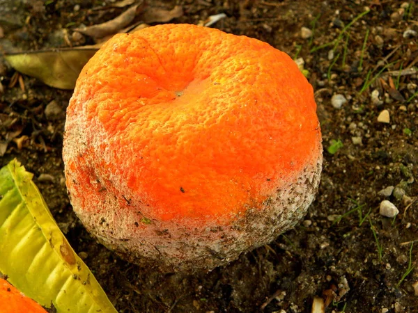 Verfaulte Mandarinenorangen Auf Der Mülldeponie Verdorbene Zitrusfrüchte Verfaulte Tropische Früchte — Stockfoto