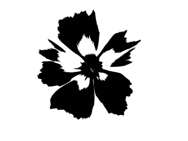 Silhouette Fiore Nero Sfondo Bianco Decorativo Sfondo Macchia — Foto Stock