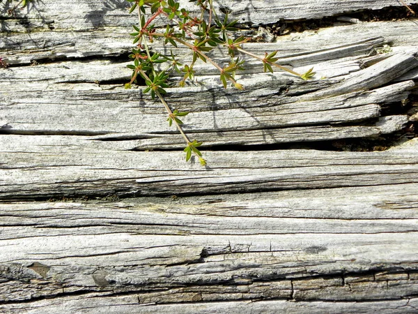 Fondo Madera Con Hojas Hierba —  Fotos de Stock