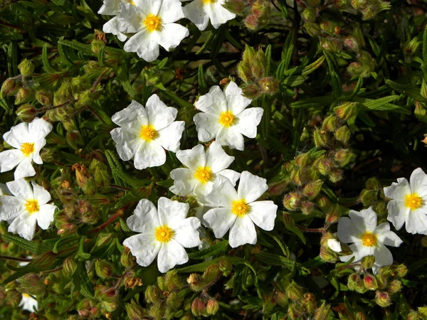 Piękny Krzak Białych Kwiatów Cistus Lub Rock Rose Białe Kwiaty — Zdjęcie stockowe