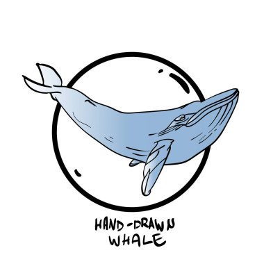 Balina illüstrasyon vektör el çekilmiş