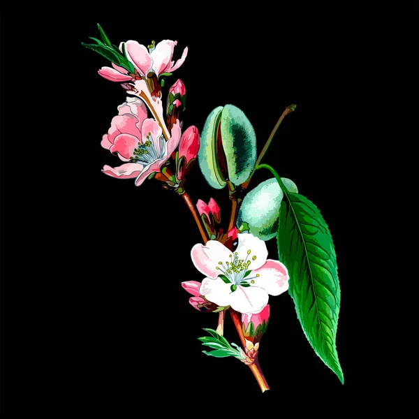 Illustration florale vectorielle avec fleur de printemps amandier . — Image vectorielle
