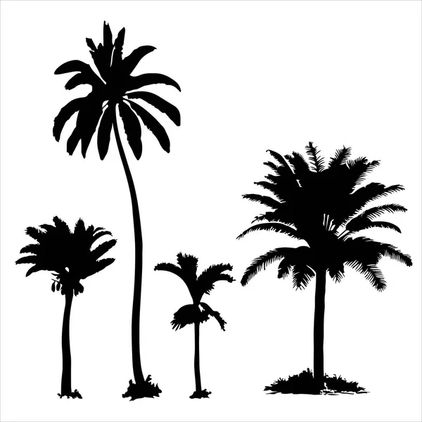 Set of tropical palm trees with leaves, black silhouettes isolated on white background. — Stock Vector