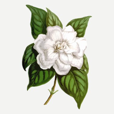 Vintage çiçek Çizim. Vektör çizim. 