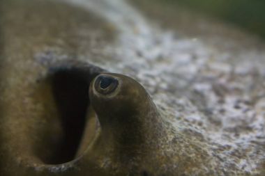 Makro kahverengi-beyaz stingray'nın göz vücut yumuşak odak ile