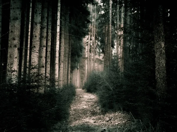 Sentiero forestale ben illuminato in alto cotnrast — Foto Stock