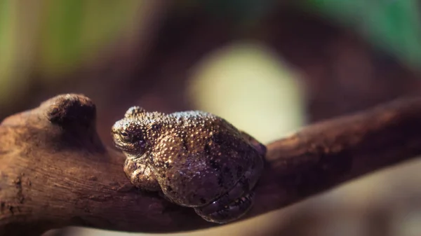 Crapaud reposant sur une branche avec des feuilles en foyer mou — Photo