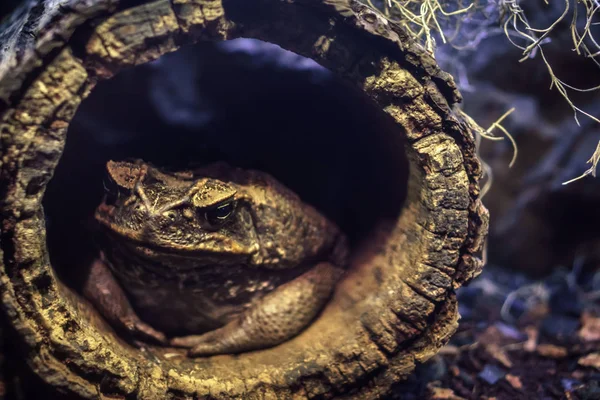 Gros plan du crapaud se cachant dans une branche creuse en mettant l'accent sur les yeux jaunes — Photo