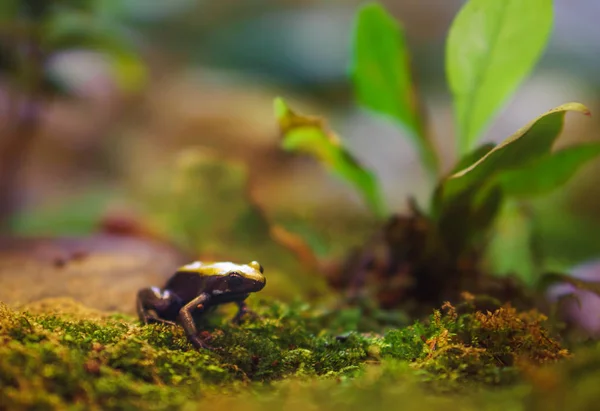 Petite grenouille venimeuse assise en couple et toujours sur de la mousse — Photo