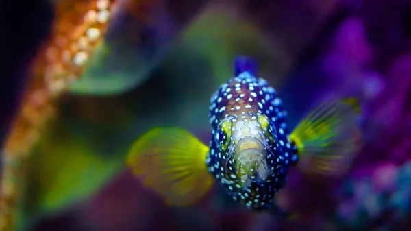 Ikan tropis langka dengan latar belakang fokus lembut yang jelas — Stok Foto