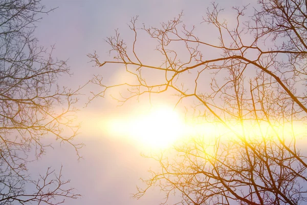 Tree branches against sky — Stock Photo, Image