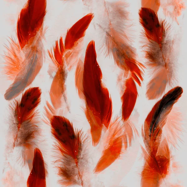 Scanned birds feathers — Stock Photo, Image