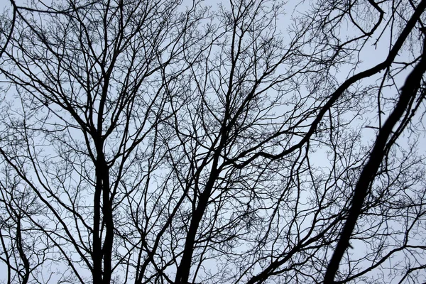 Träd grenar mot himlen — Stockfoto