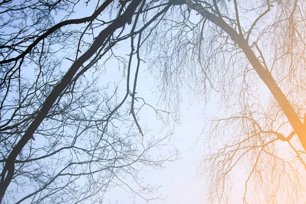 Гілки дерева проти неба — стокове фото