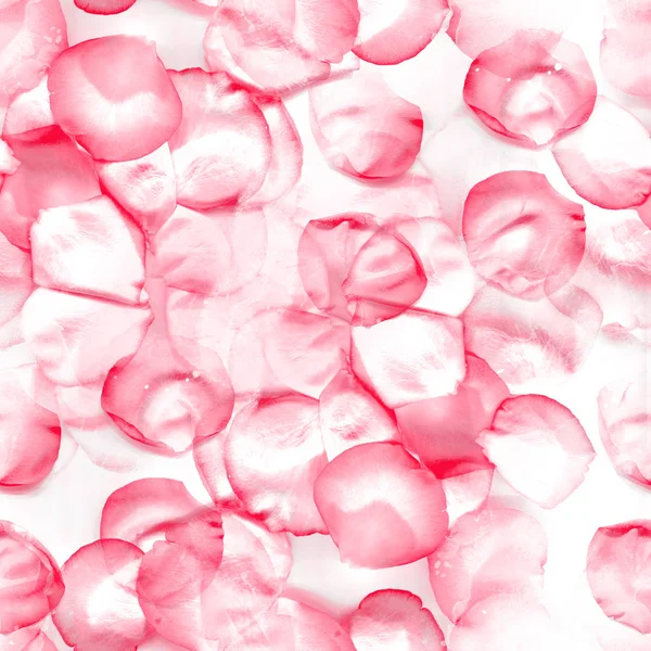 水彩玫瑰花瓣 — 图库照片