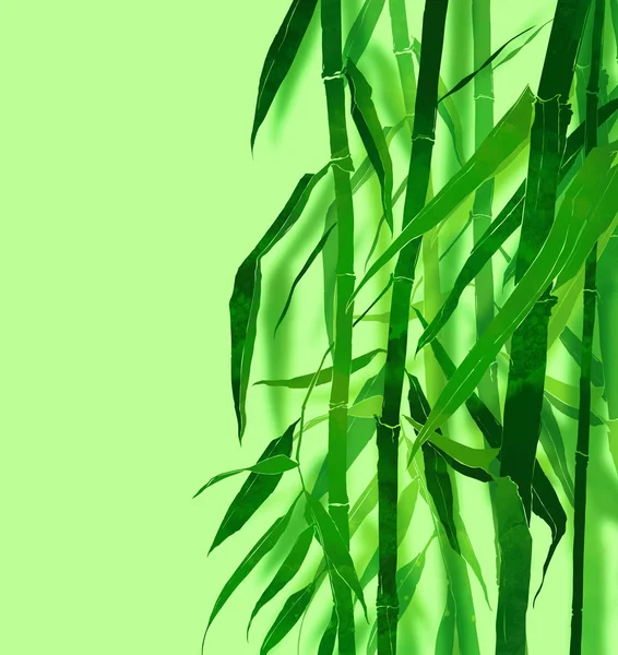 Subtropikalnych bambus chiński — Zdjęcie stockowe