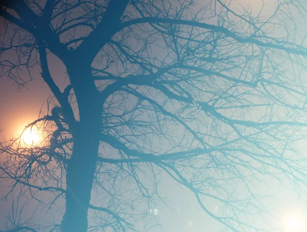 Kale bomen en verlichting — Stockfoto