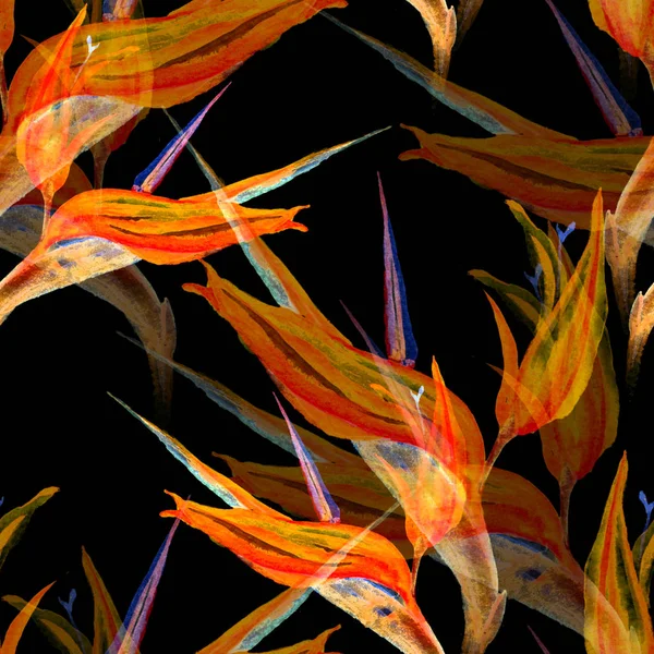 Strelitzias 완벽 한 패턴 — 스톡 사진