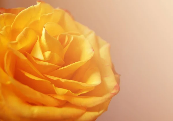 Όμορφο τριαντάφυλλο κίτρινο-πορτοκαλί — Φωτογραφία Αρχείου
