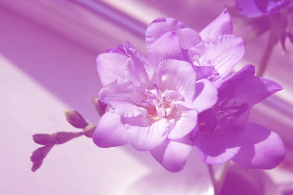 Flores de freesia púrpura —  Fotos de Stock