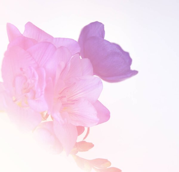 Photo of a gentle purple freesia flowers on light background in the sunlight