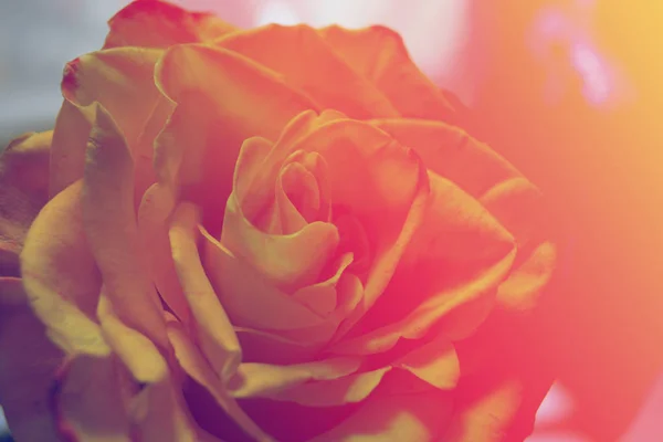 Όμορφο τριαντάφυλλο κίτρινο-πορτοκαλί — Φωτογραφία Αρχείου