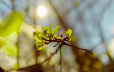 Bahar ormanlarındaki güneş ışınları doğayı canlandırmaya yardımcı olur. Güneş ışığındaki genç yapraklar.