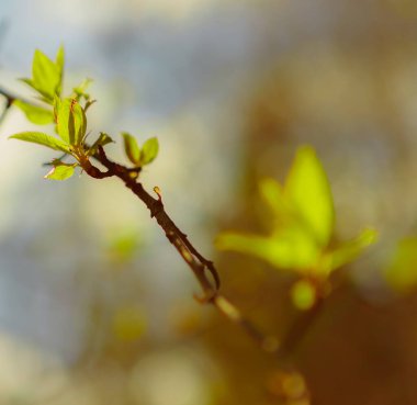 Bahar ormanlarındaki güneş ışınları doğayı canlandırmaya yardımcı olur. Güneş ışığındaki genç yapraklar.