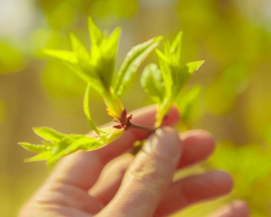 Bahar ormanlarındaki güneş ışınları doğayı canlandırmaya yardımcı olur. Güneş ışığındaki genç yapraklar.
