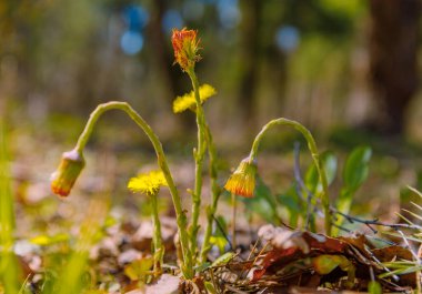 Bahar ormanlarındaki güneş ışınları doğayı canlandırmaya yardımcı olur. Güneş ışığındaki genç yapraklar.