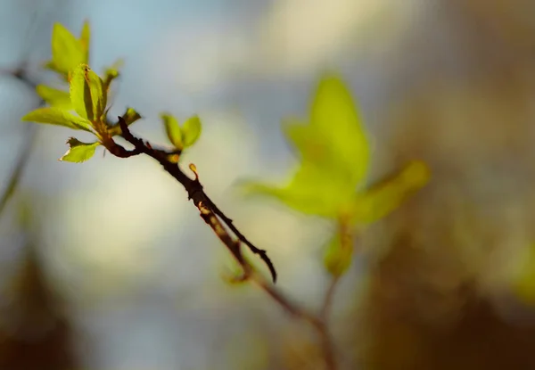 Rays Sun Spring Forest Helps Revive Nature Young Leaves Rays — Stock Photo, Image