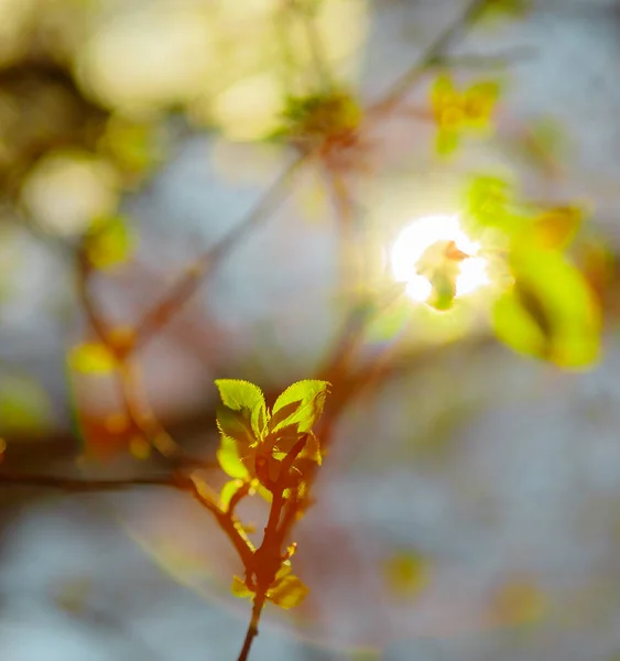 春天森林里的阳光有助于恢复自然的活力 阳光下的嫩叶 — 图库照片