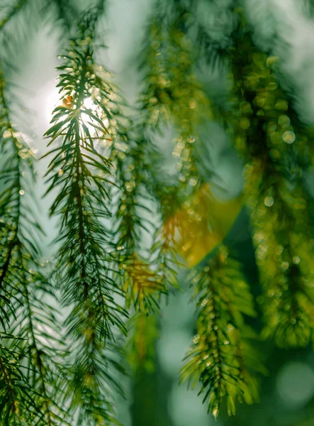 The rays of the sun in the spring forest helps to revive nature. Young leaves in the rays of sunlight.