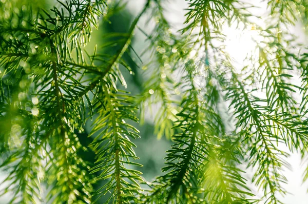 The rays of the sun in the spring forest helps to revive nature. Young leaves in the rays of sunlight.