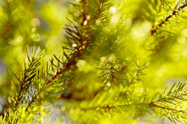 Solens Stråler Forårsskoven Bidrager Til Genoplive Naturen Unge Blade Sollysets - Stock-foto