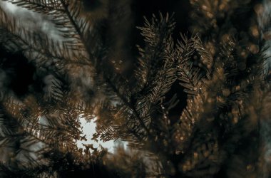 Güneş ışınları ormandaki çam iğnelerinden geçer. Bilgisayar masaüstünüz ve cep telefonunuz için duvar kağıdı.