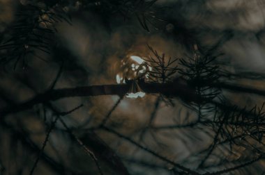 Güneş ışınları ormandaki çam iğnelerinden geçer. Bilgisayar masaüstünüz ve cep telefonunuz için duvar kağıdı.