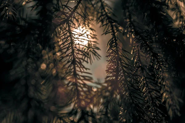 Rays of sunlight pass through pine needles in the forest. Wallpaper for your computer desktop and mobile phone.