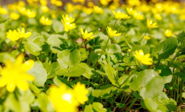 Çiçek ormanında güneşli bir bahar günü.