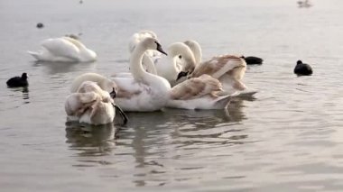 güzel kuğu yüzmek