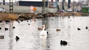 Beyaz Kuğu geçen arabaların arkasında ve suda yüzüyor