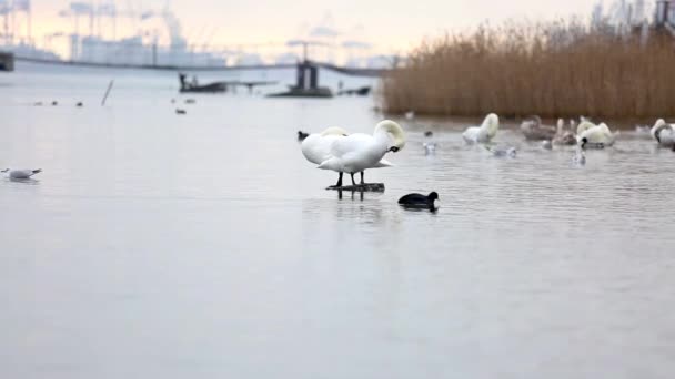 Beautiful Whiteness Swans Clean Feathers Sea — Stock Video