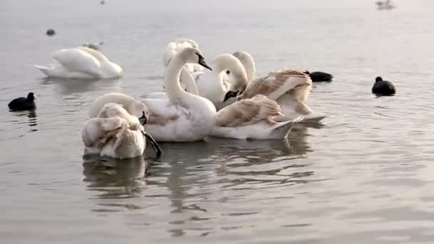 Beautiful Swans Swim Water — Stock Video