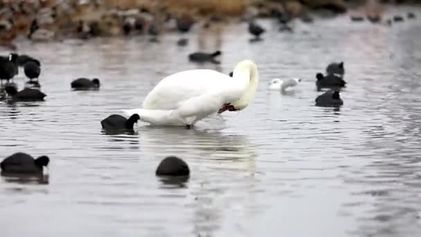 Bellissimo Cigno Bianco Pulisce Piume Acqua — Video Stock