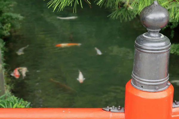 Koi fishes seen from Bairin Kyo-bridge. Ritsurin Koen-park. Takamatsu-Japan. 7064 — Stock Photo, Image