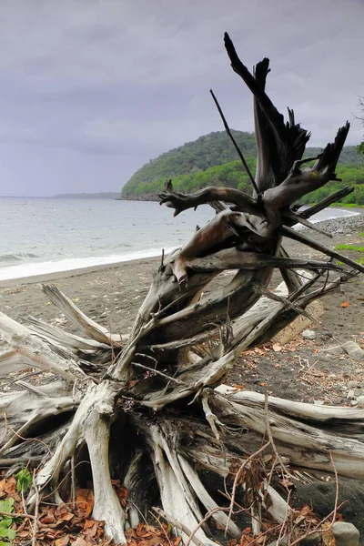 干燥的树干，在海滩上。瓦努阿图附近岛。5820 — 图库照片