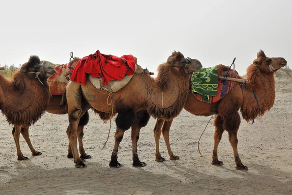 Two-humped Bactrian camels standing ready. Rawak Stupa area-Taklamakan Desert-Xinjiang Region-China-0014 — ストック写真