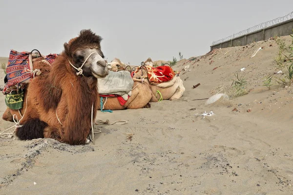 Des chameaux bactriens à deux bosses au repos. Région de Rawak Stupa-Désert de Taklamakan-Région du Xinjiang-Chine-0012 — Photo