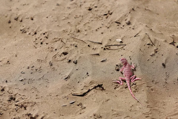 개구리 도마뱀 Phryocephalus Versicolor 몽골의 사막에서 발견되는 파충류의 일종이다 이곳타 — 스톡 사진
