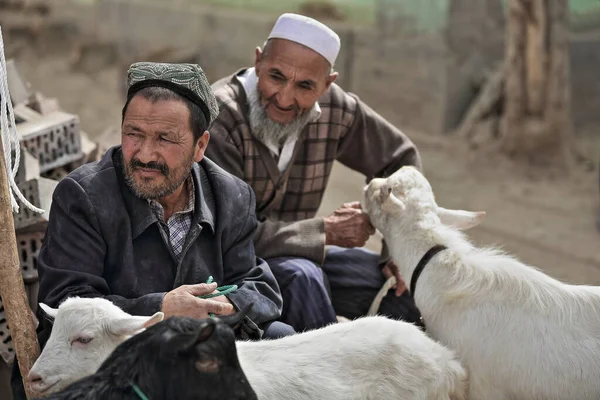 中国和田 2017年10月4日 维吾尔族是突厥人 主要居住在新疆维吾尔自治区 渔农自然护理署 渔农自然护理署 五月二十八日 今日运抵屠房的活猪数目为 — 图库照片